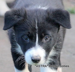 ~Black and white male, Smooth to medium coat, border collie puppy